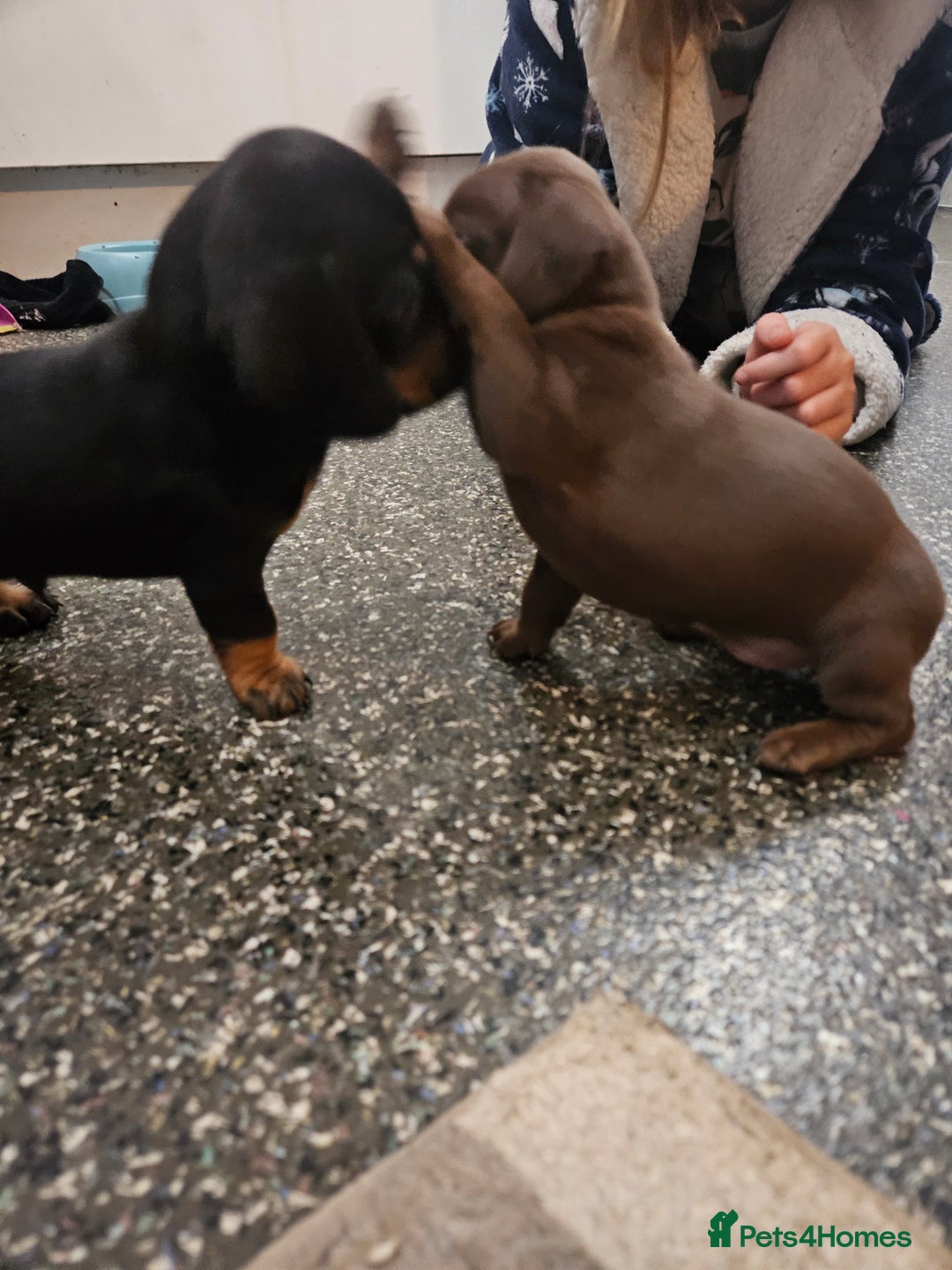 Mixed Breed dogs for sale: Pug x miniature dachshund *Only one left* - Image 18