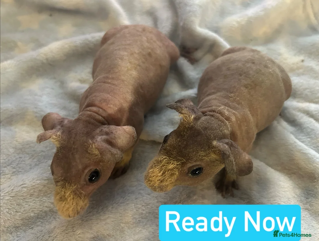 Guinea Pig rodents for sale: Skinny Pig Boars  - Advert 3