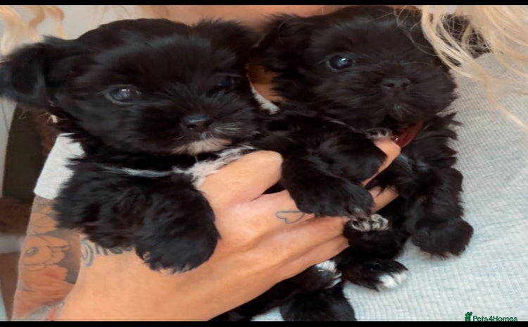 Yorkshire Terrier dogs - Advert 7