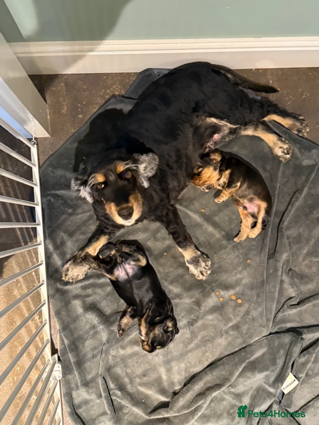 Cocker Spaniel dogs for sale: Show cocker spaniel in Stonehouse - Advert 6