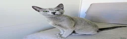 Russian Blue cats for sale: Affectionate Pedigree Kittens Ready Now - Advert 7
