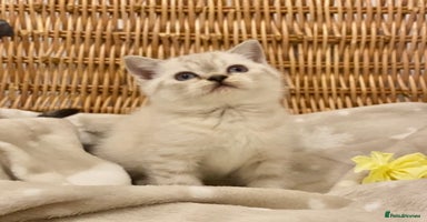 British Shorthair cats 🧸EXCEPTIONAL QUALITY PURE BREED BSH TEDDY BEARS🧸 - Advert 6