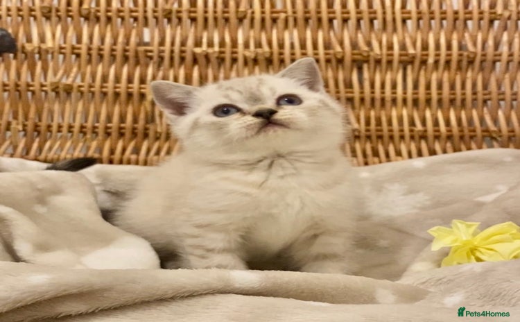British Shorthair cats 🧸EXCEPTIONAL QUALITY PURE BREED BSH TEDDY BEARS🧸 - Advert 16