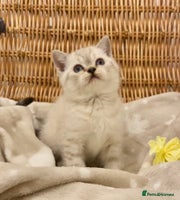 British Shorthair cats 🧸EXCEPTIONAL QUALITY PURE BREED BSH TEDDY BEARS🧸 - Advert 9