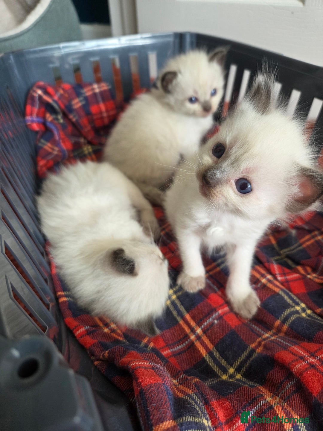 Ragdoll cats for sale: Ragdoll Kittens  - Image 2