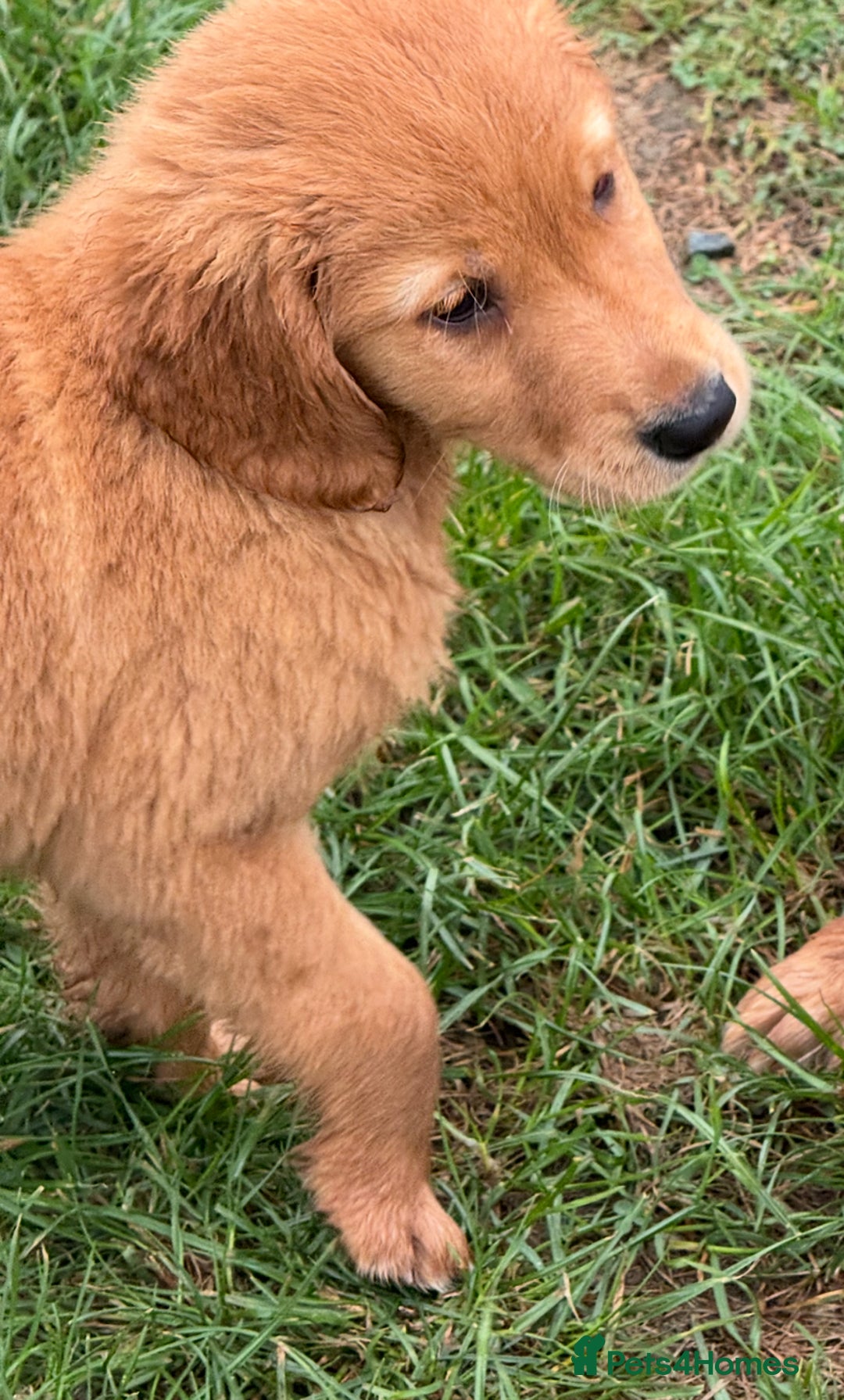 Golden Retriever dogs for sale: Dark fox red KC golden retriever puppies - Image 23