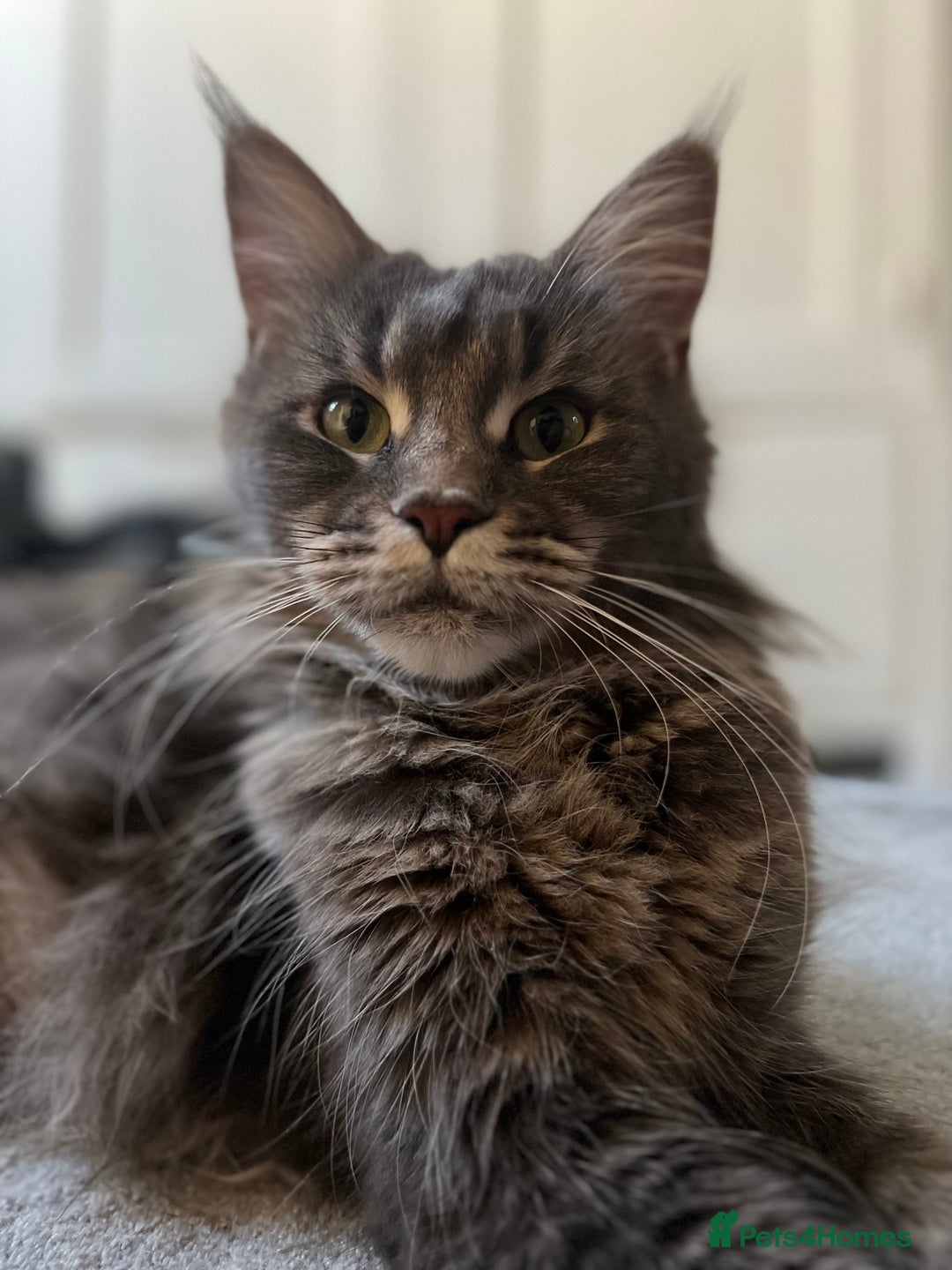 Maine Coon cats for sale: Maine Coon boy male blue silver tabby TICA ready  - Advert 10