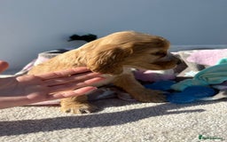 Cocker Spaniel dogs for sale: Show Cocker Spaniel puppies - Image 12