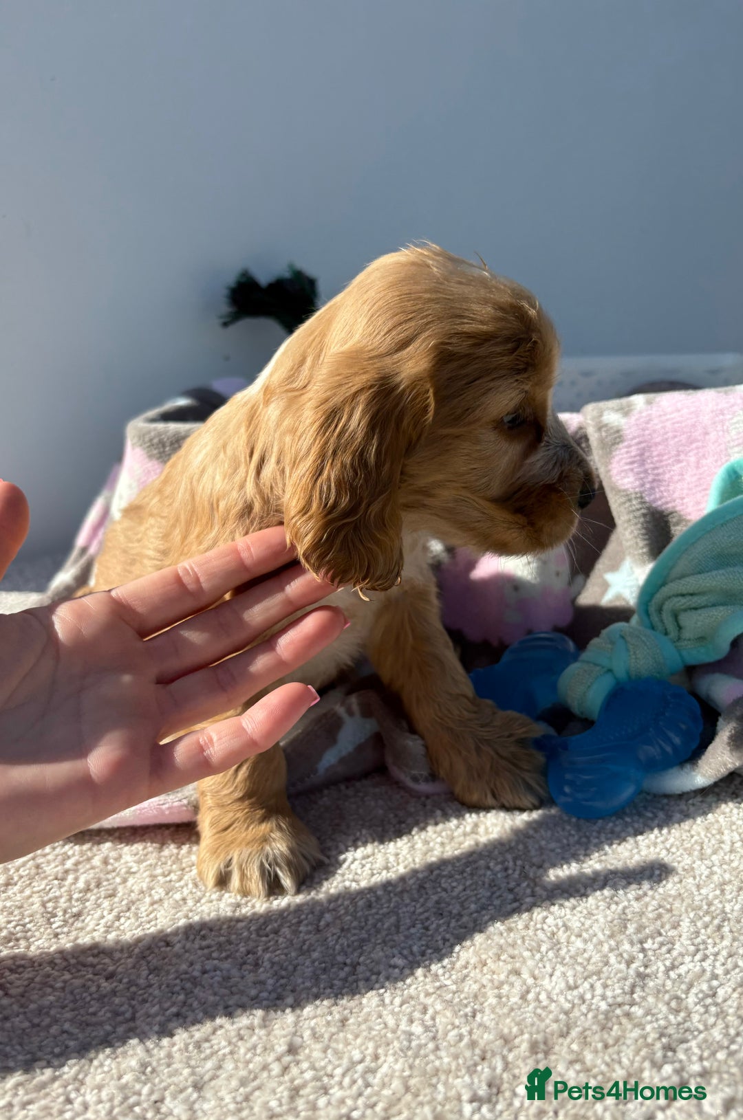 Cocker Spaniel dogs for sale: Show Cocker Spaniel puppies - Image 12