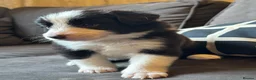 Border Collie dogs for sale: Pure Bred Border Collie Puppies For Sale - Advert 27