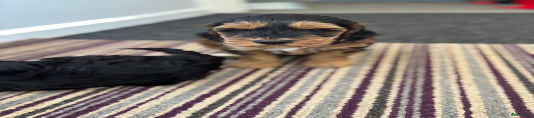 Cockapoo Puppy 1