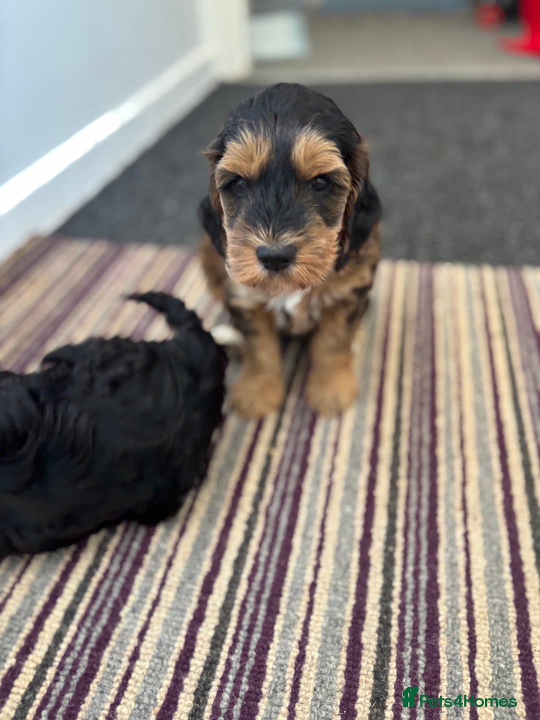 Cockapoo dogs for sale: Last Two Cockapoo Pups  - Image 7