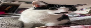 Binkie 