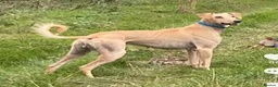 Lurcher dogs for sale: 14 month old lurcher in Peterborough - Advert 6