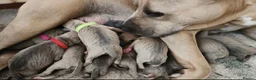 Staffordshire Bull Terrier dogs for sale:  Staffordshire bull terrier Gold unice (stuffy) - Advert 10