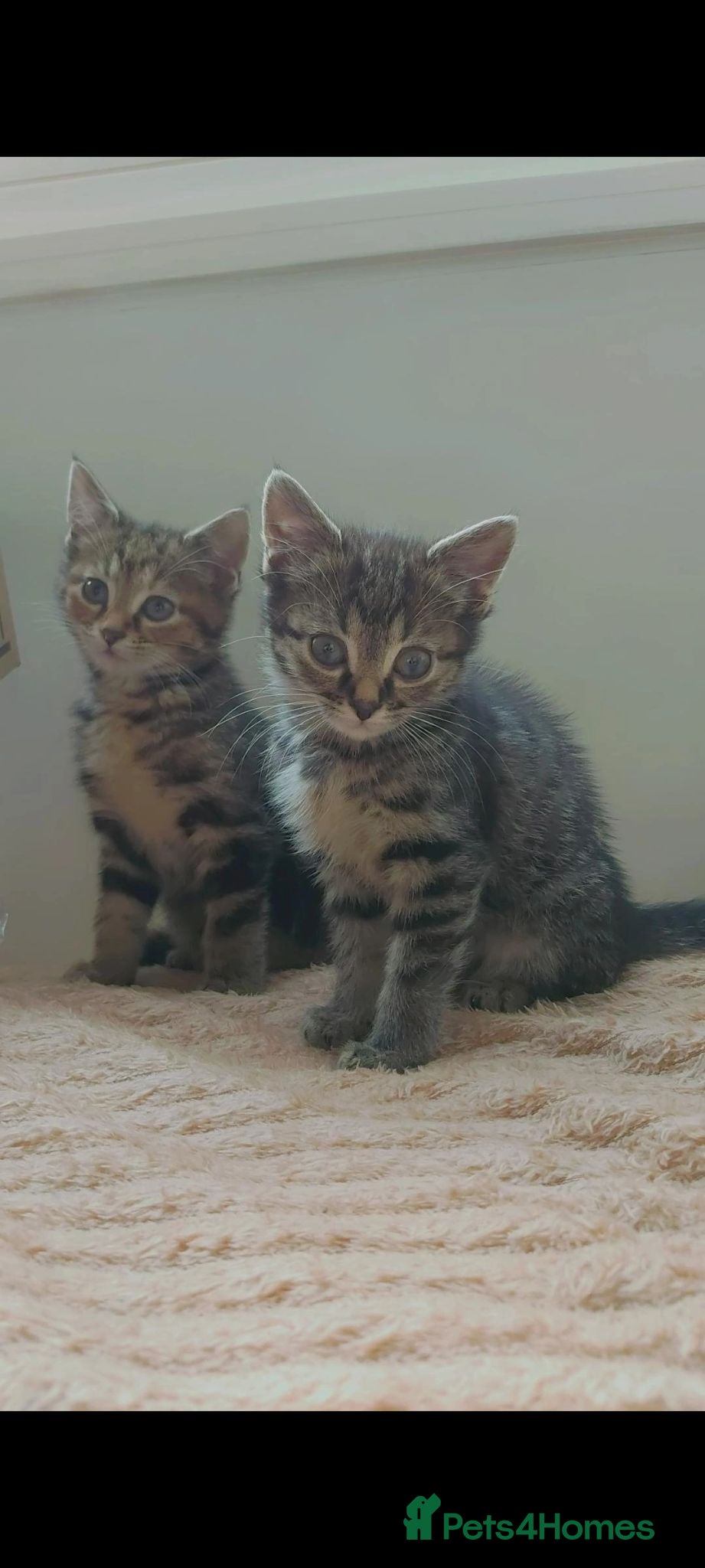 Mixed Breed cats Two very loving kittens ready for homes - Advert 1