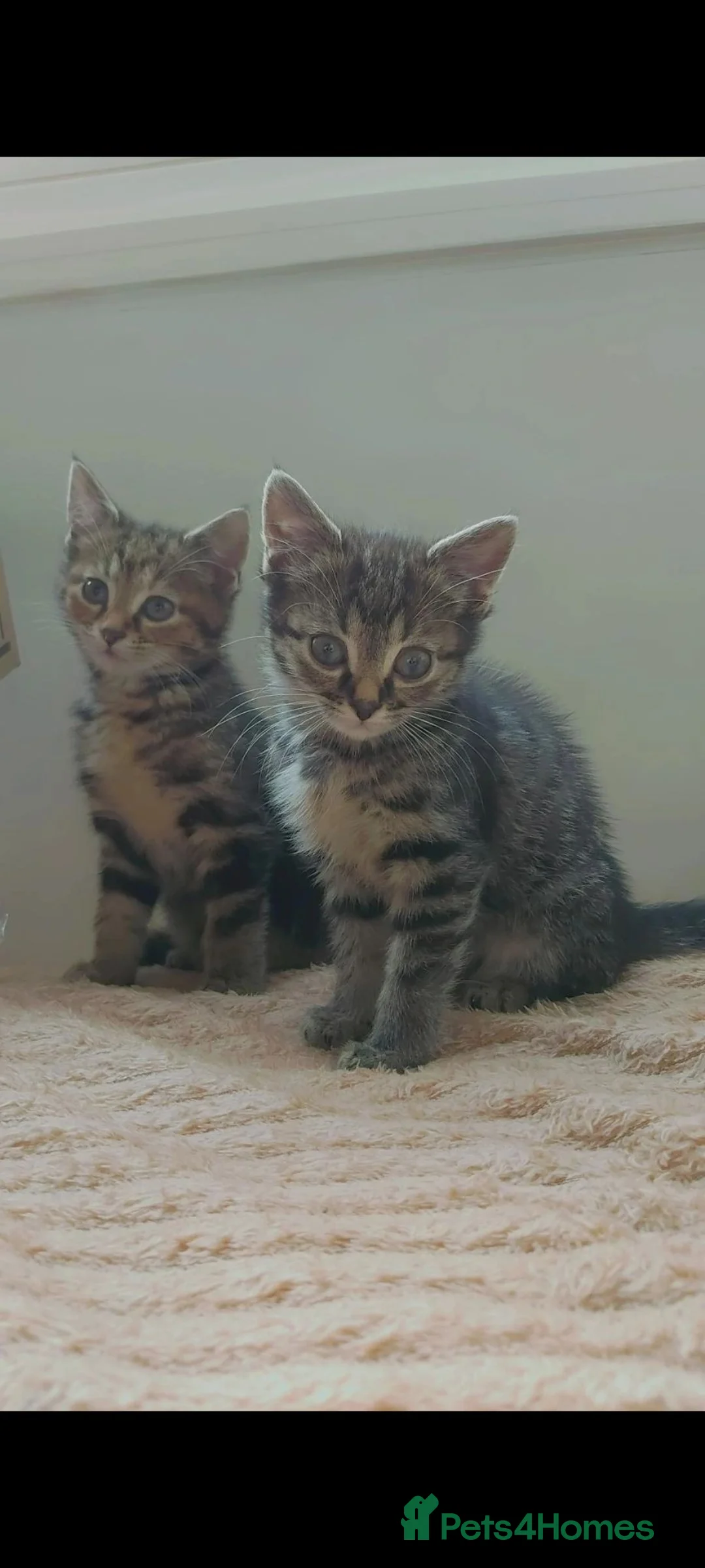 Mixed Breed cats for sale: Two very loving kittens ready for homes - Advert 1