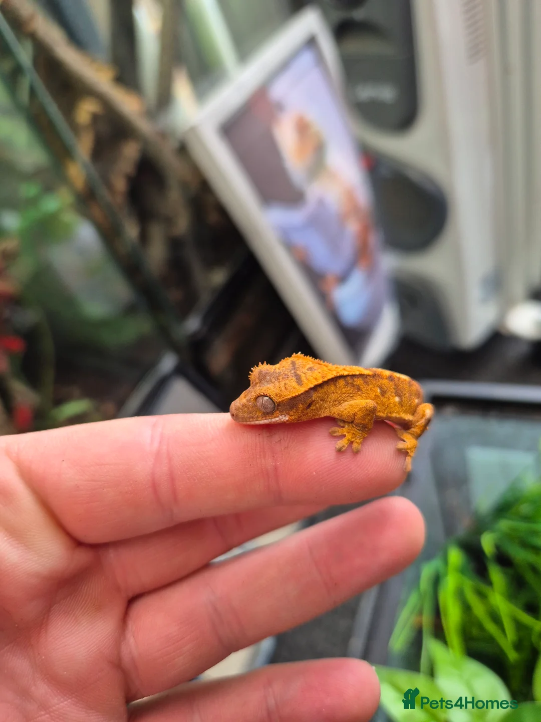Gecko reptiles for sale: crested geckos, leopard geckos - Advert 9