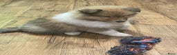 Rough Collie dogs for sale: Sable and white KC registered puppies - Advert 11