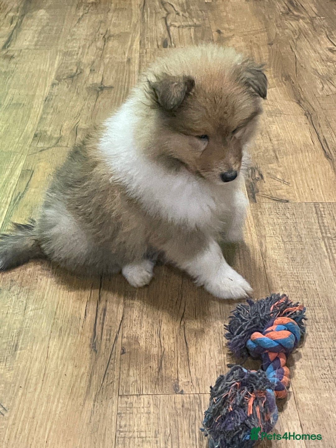 Rough Collie dogs for sale: Sable and white KC registered puppies - Advert 11