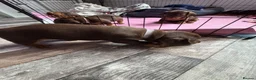 Miniature Dachshund dogs for sale: Stunning Mini Dachshund puppies for sale - Advert 17
