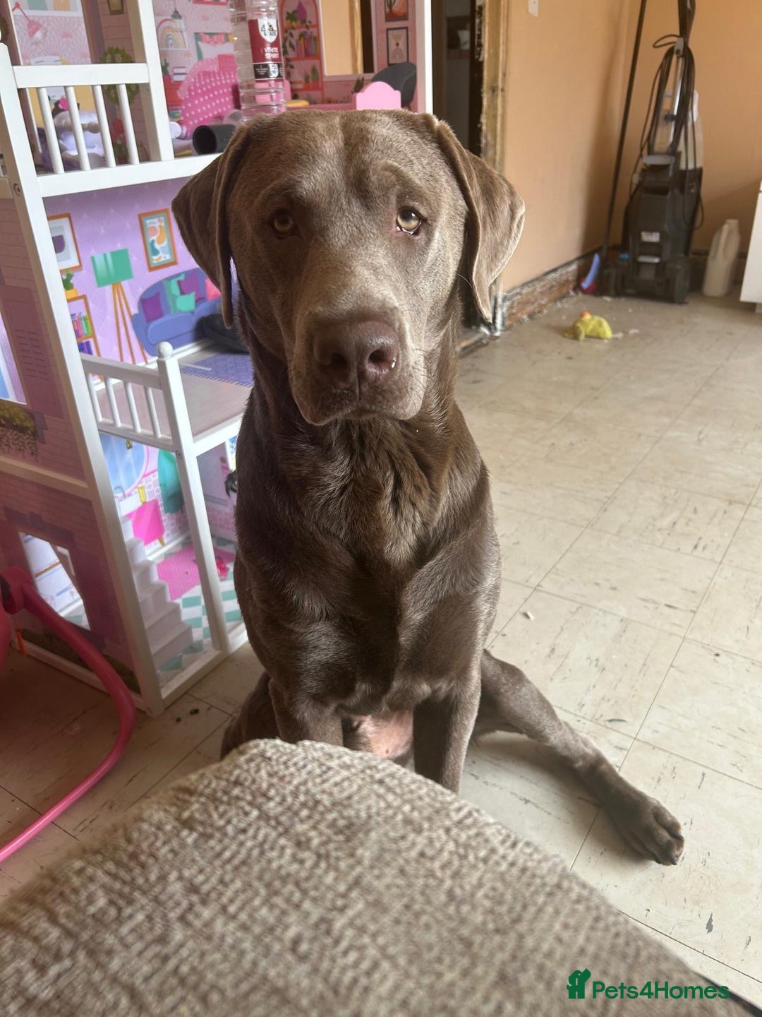 Labrador Retriever dogs for sale: Silver Labrador Retriever - Image 1