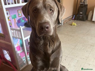 Labrador Retriever dogs - Advert 3