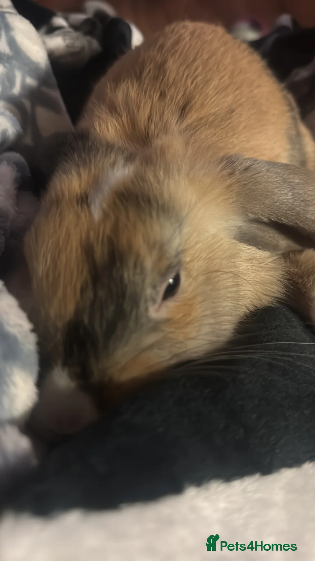 Mixed Breed rabbits for sale: Bunny in Wantage - Advert 1