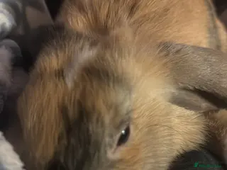 Mixed Breed rabbits Bunny - Advert 1