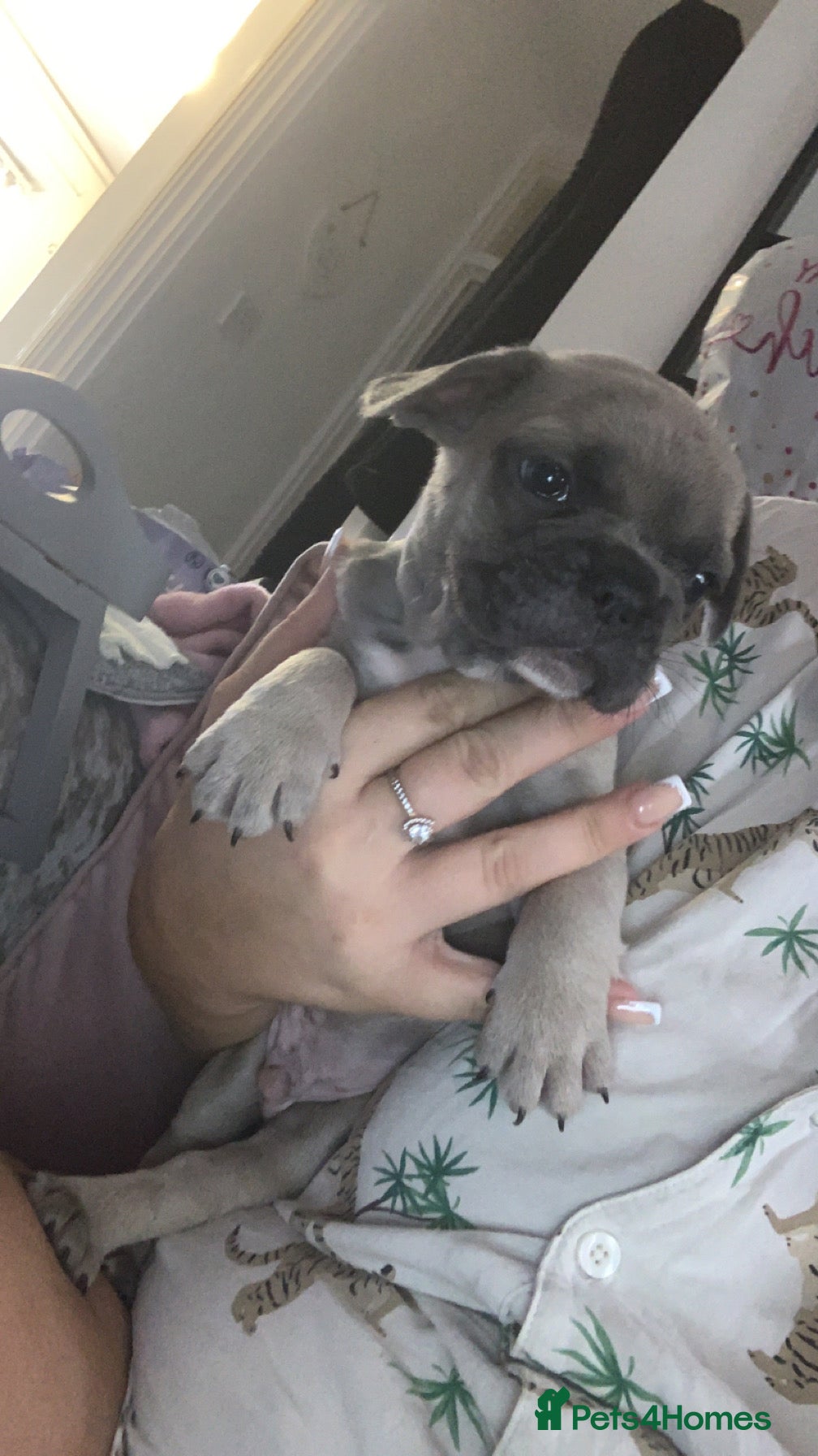 French Bulldog dogs French bulldogs  - Advert 1