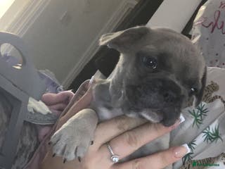 French Bulldog dogs French bulldogs - Advert 8