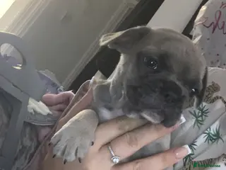 French Bulldog dogs French bulldogs - Advert 16