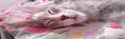 Maine Coon cats for sale: 🩷 Stunning Silver Girl – Last of the Litter 🩷 - Advert 4