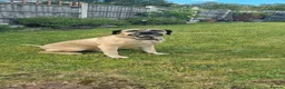 Cane Corso dogs for stud: Cane Corso STUD fawn - Advert 10