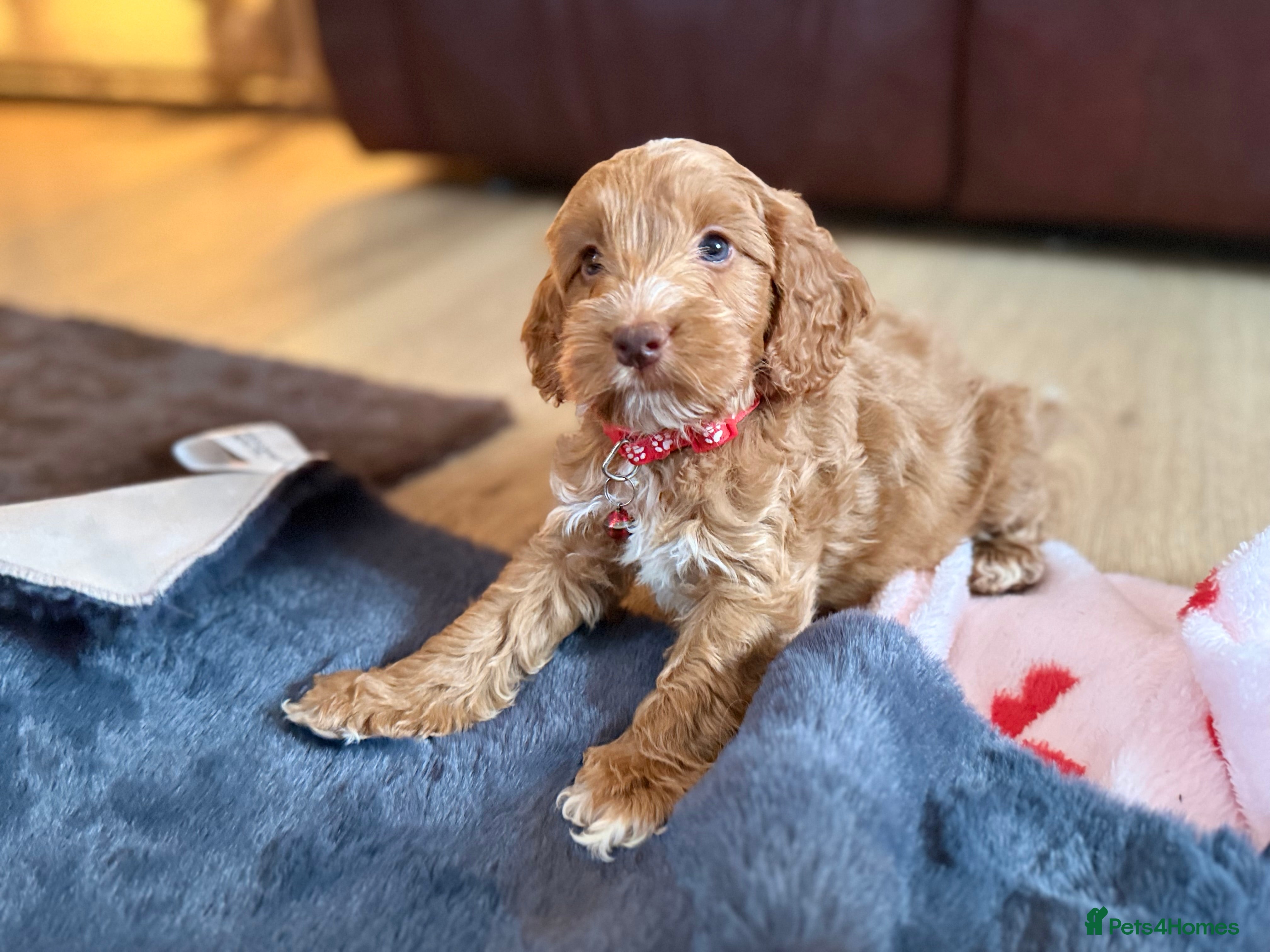 Cockapoo dogs 🪷Cockapoo Pups Quality,Charming,Gentle Hearts🪷 - Advert 15