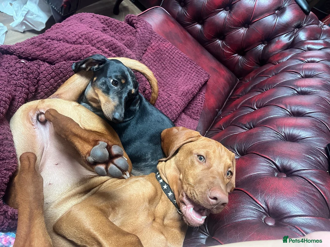 Hungarian Vizsla dogs for sale: KC Viszla needs rehoming 1 year 2 months - Advert 17