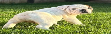 English Bulldog 1
