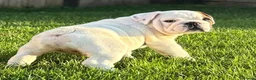 English Bulldog dogs for sale: Beautiful Pure English Bulldogs Raised with Love❤️ - Advert 6