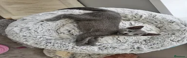 Russian Blue 3