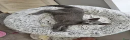 Russian Blue cats for sale: GCCF Registered Russian Blue Kittens – Ready Now  - Advert 4