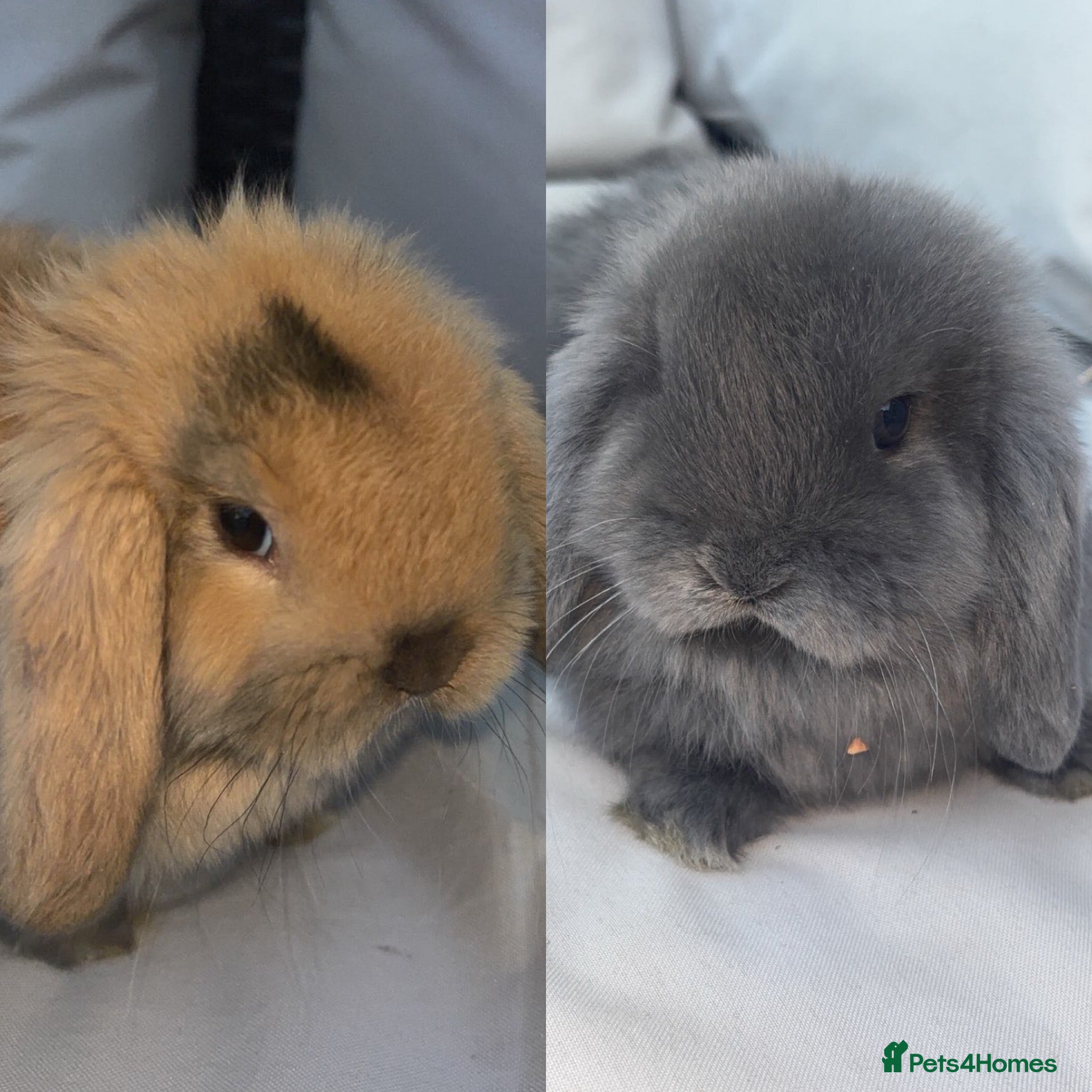 Mini Lop rabbits Beautiful mini lop bunny’s  - Advert 20