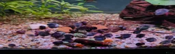 Snails fish for sale: Mystery Snails - Advert 5