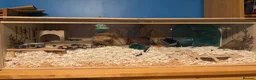 Hamster rodents for sale: Alan needs a new home! in Holmfirth - Advert 3