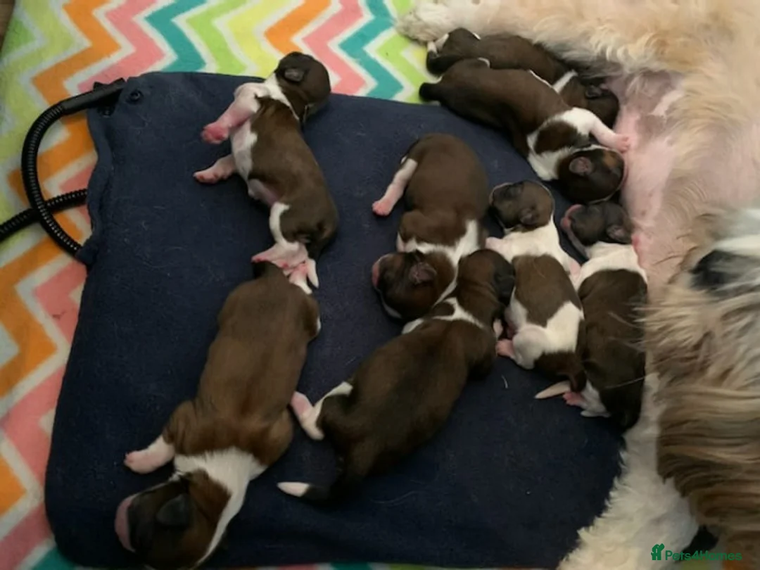 Shih Tzu dogs for stud: Stud dog in Bridgend - Advert 2