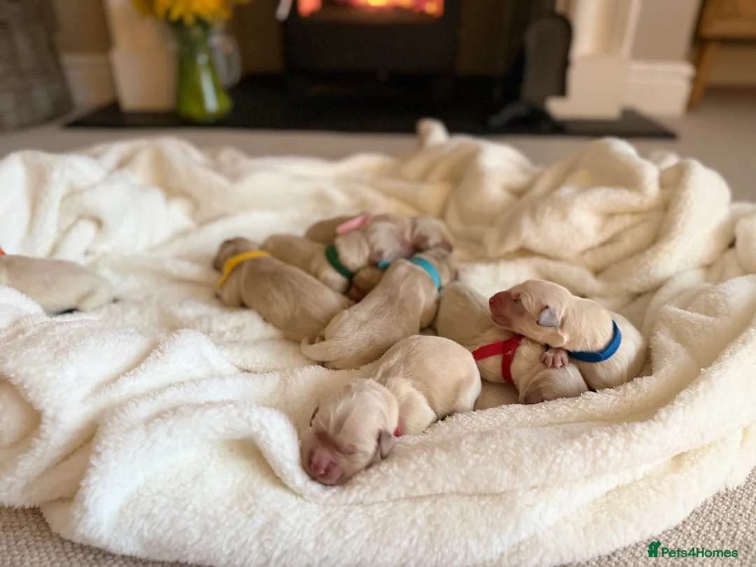 Golden Retriever dogs for sale: Golden Retriever Puppies For Sale in Ammanford - Advert 2