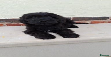 Sproodle dogs - Advert 6