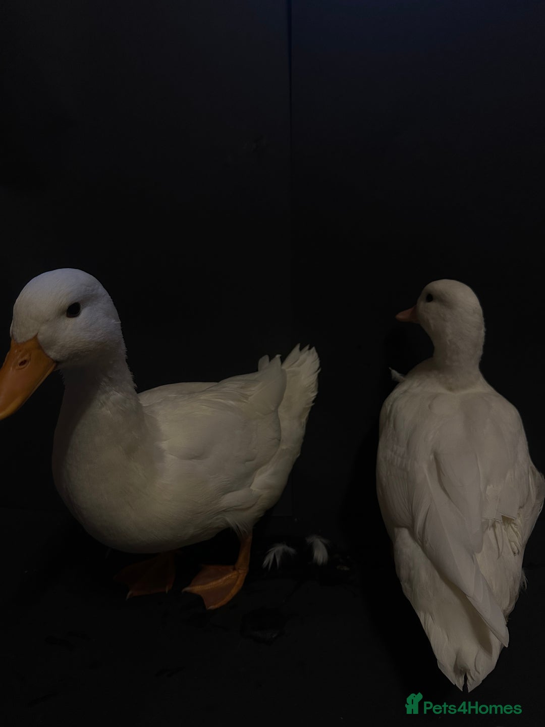 Ducks poultry for sale: Pure white call ducks  - Image 9