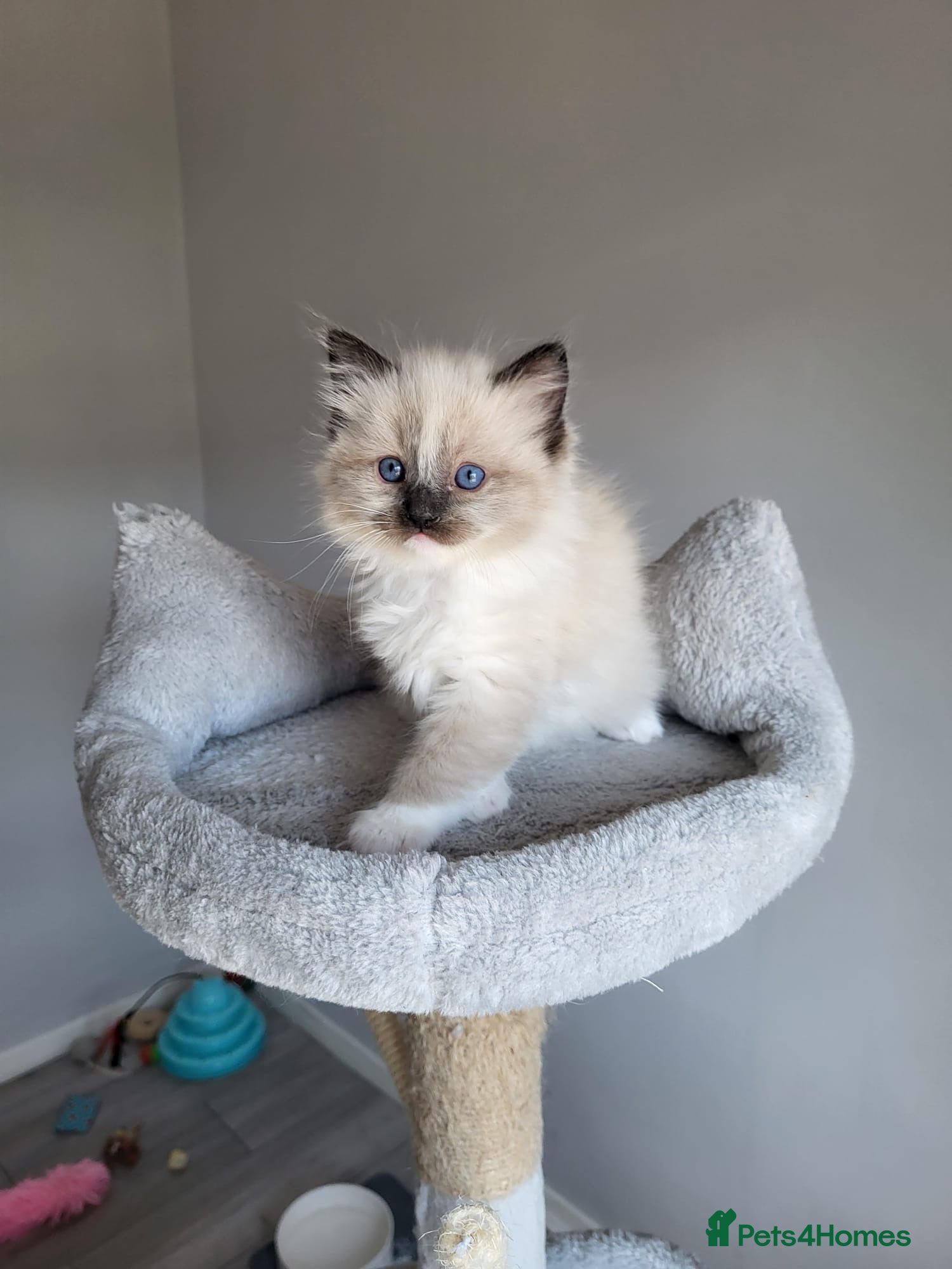 Ragdoll cats Registered Ragdoll kittens for sale - Advert 2