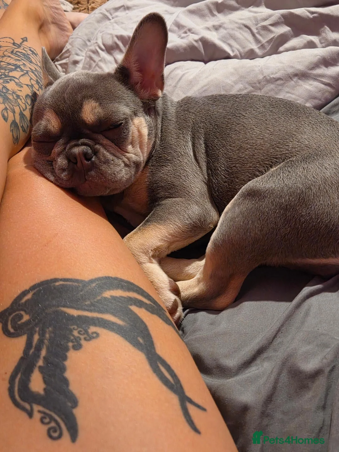 French Bulldog dogs for sale: Frenchie  - Advert 3