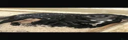 Cockerdor dogs for sale: ⭐ Exceptional Cockerdor Puppies ⭐ - Advert 28